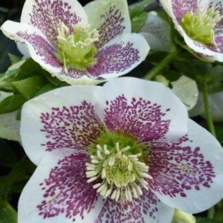 Helleborus Orientalis Pretty Ellen Spotted White - Hellebore