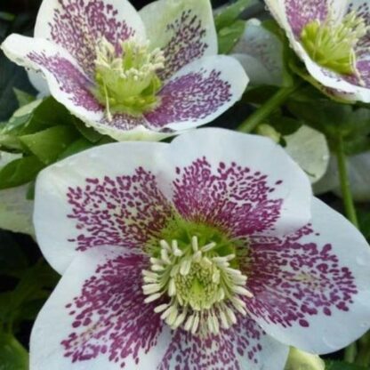 Helleborus Orientalis Pretty Ellen Spotted White - Hellebore