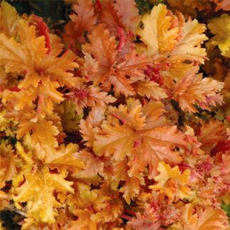 Heuchera Amber Gloss