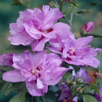 Hibiscus Syriacus Ardens - Candy Floss Rose of Sharon