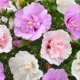 Hibiscus Chiffon Mosaic Multi-Colour Tree Hollyhock - Unique Ruffled Double Flowers