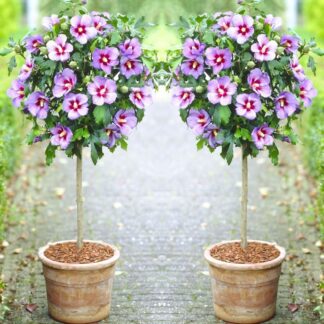 Pair of Patio Standard Hibiscus Trees - Marina Blue
