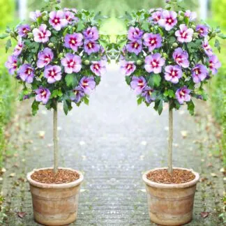Pair of Patio Standard Hibiscus Trees - Marina Blue