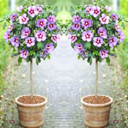 Pair of Patio Standard Hibiscus Trees - Marina Blue