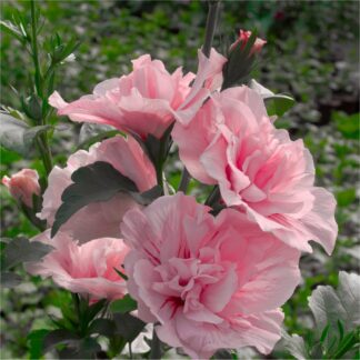 Hibiscus Syriacus Pink Chiffon - Double Flowered Tree Hollyhock