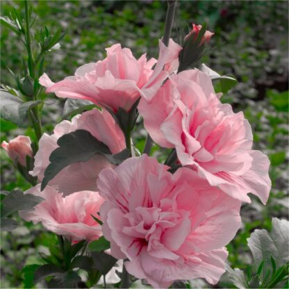 Hibiscus Syriacus Pink Chiffon - Double Flowered Tree Hollyhock