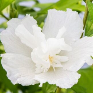 Hibiscus Flower Tower Gandini Van Aart White Tree - Circa 5-6ft Tall