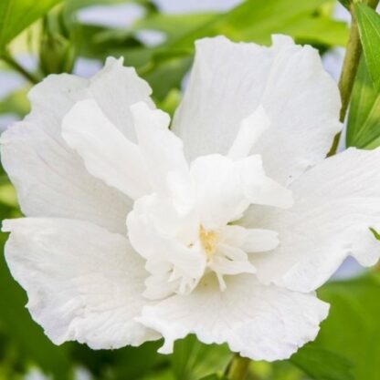 Hibiscus Flower Tower Gandini Van Aart White Tree - Circa 5-6ft Tall