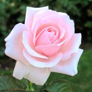 Rose 'Savoy Hotel' - Hybrid Tea Rose