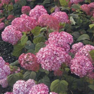Hydrangea Ruby Annabel - Improved Pink Annabelle Hydrangea