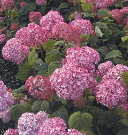 Hydrangea Ruby Annabel - Improved Pink Annabelle Hydrangea