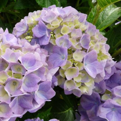 Hydrangea Macrophylla Gertrude Glahn
