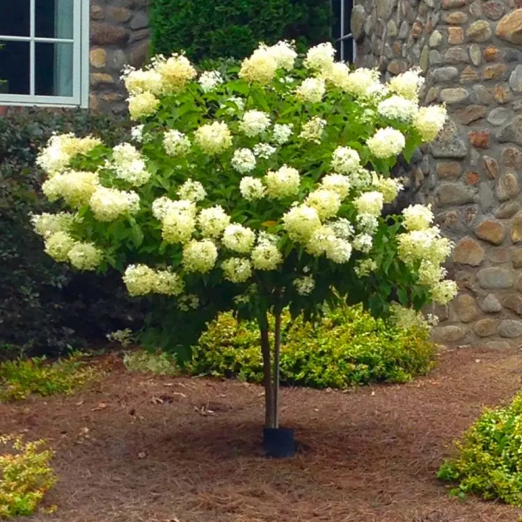 Hydrangea Limelight - 140-160cm Lollipop Standard Tree