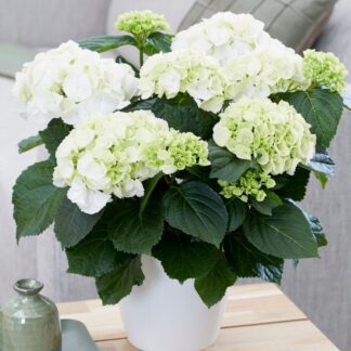 Hydrangea Macrophylla 'Snow Ball' - Large Flowered Mophead Hydrangea -  Monster Xxxxl Plants