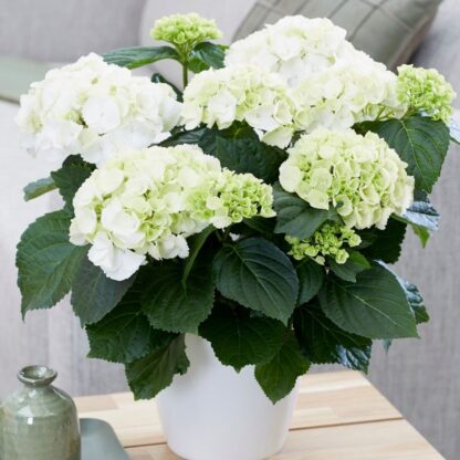 Hydrangea Macrophylla 'Snow Ball' - Large Flowered Mophead Hydrangea -  Monster Xxxxl Plants