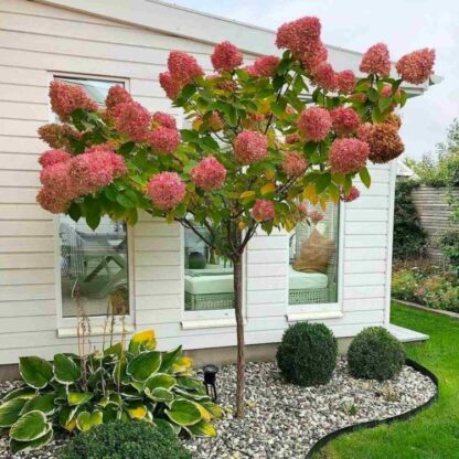 Hydrangea Paniculata Sundae Fraise - Large Lollipop Standard Tree - Circa 100-150cm Tall