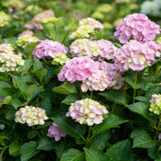 Hydrangea Rembrandt 'Vibrant Verde'