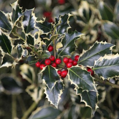 Ilex Aquifolium 'Argentea Marginata' - Female Silver Variegated Holly Shrub- Circa 80cm
