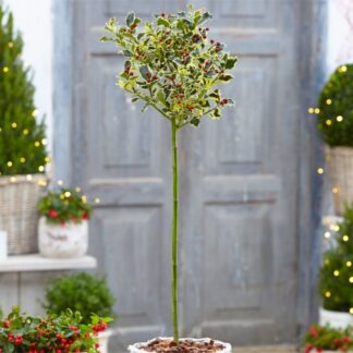 Gorgeous Large Variegated Holly Tree Standard - Ilex Argentea Marginata