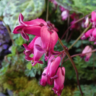 Dicentra Amore Rose