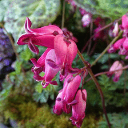 Dicentra Amore Rose