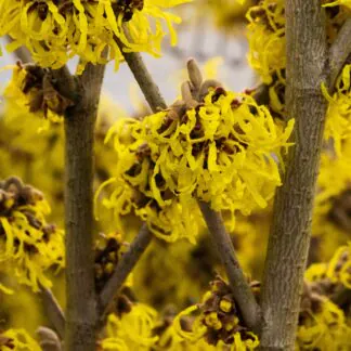 Hamamelis Arnold Promise - Witch Hazel