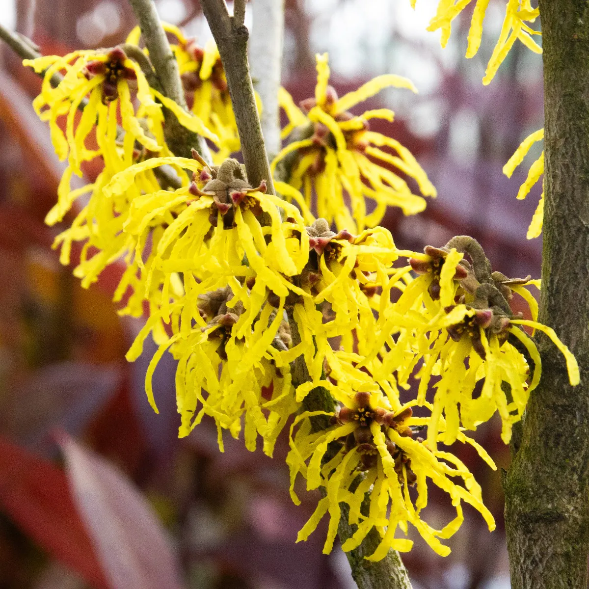 Hamamelis Arnold Promise - Witch Hazel - Large 120-140cm Specimen in Bud & Bloom