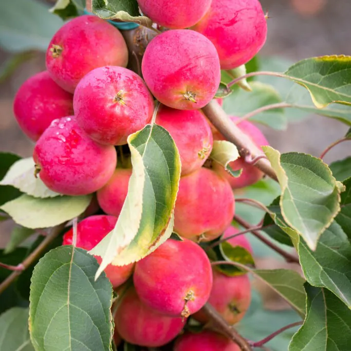 Crabapple Tree - Malus Jelly King - 150cm