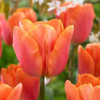 Tulip Jimmy - Pack of 10