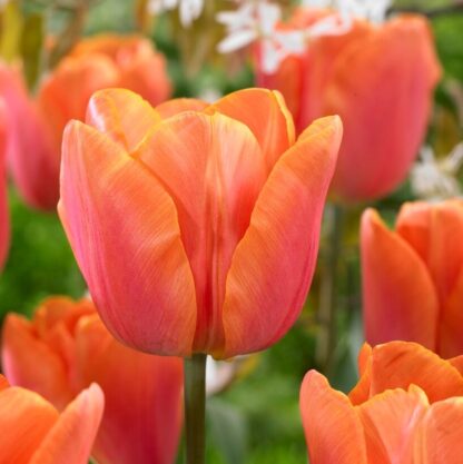 Tulip Jimmy - Pack of 10