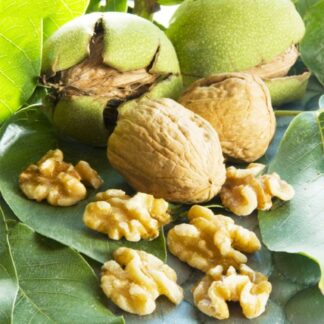 Juglans Regia - English Walnut Tree - 90-110cm