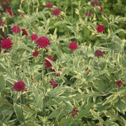 Knautia Macedonica Thunder And Lightning