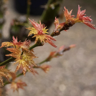 Acer Palmatum 'Kotohime'