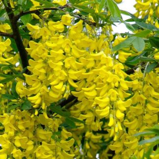 Laburnum x Watereri 'Vossii' - Voss' Laburnum 100- 120cm Heavy Grade Golden Rain Tree