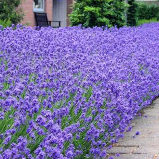 Large Munstead English Lavender - Lavandula Angustifolia 'Munstead'
