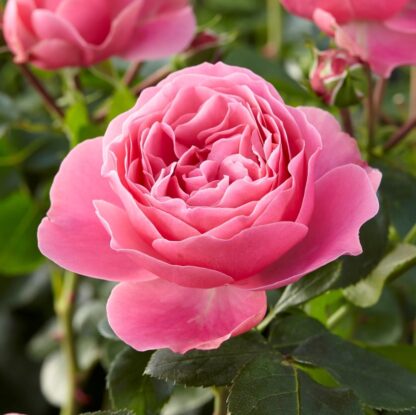 Rose Leonardo Da Vinci