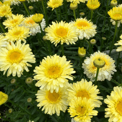 Leucanthemum Real Charmer - Shasta Daisy
