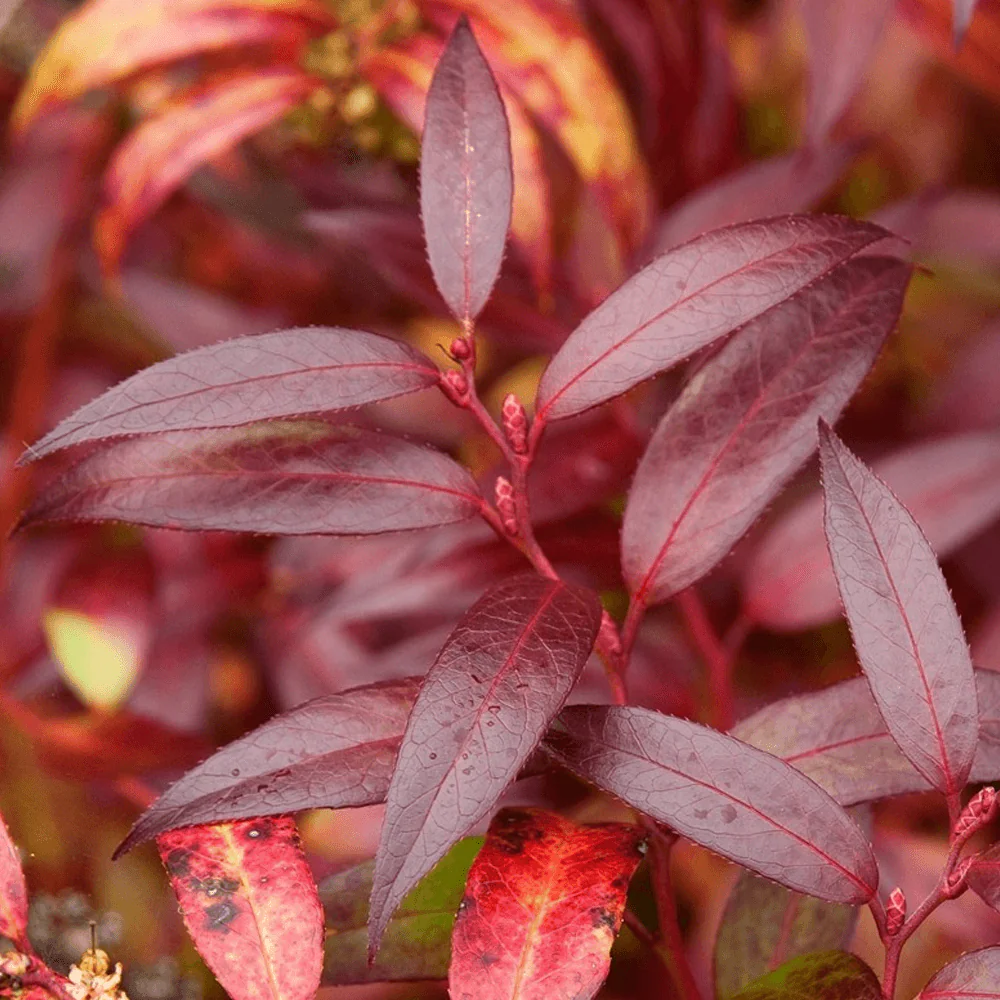Leucothoe Keiskei 'Royal Ruby' - Switch Ivy