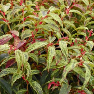 Leucothoe Fontanesiana Makijaz - Switch Ivy