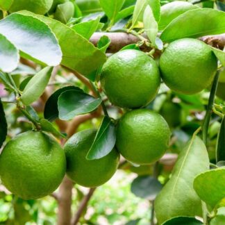 Giant Persian Lime Tree - Citrus x Latifolia - Mediterranean Citrus Persian Lime Tree XXXL - Large Specimen - Circa 140-180cms Tall