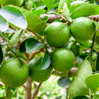 Giant Persian Lime Tree - Citrus x Latifolia - Mediterranean Citrus Persian Lime Tree XXXL - Large Specimen - Circa 140-180cms Tall