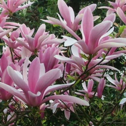 Magnolia Hybrida George Henry Kern - Soft Pink Magnolia Tulip Tree