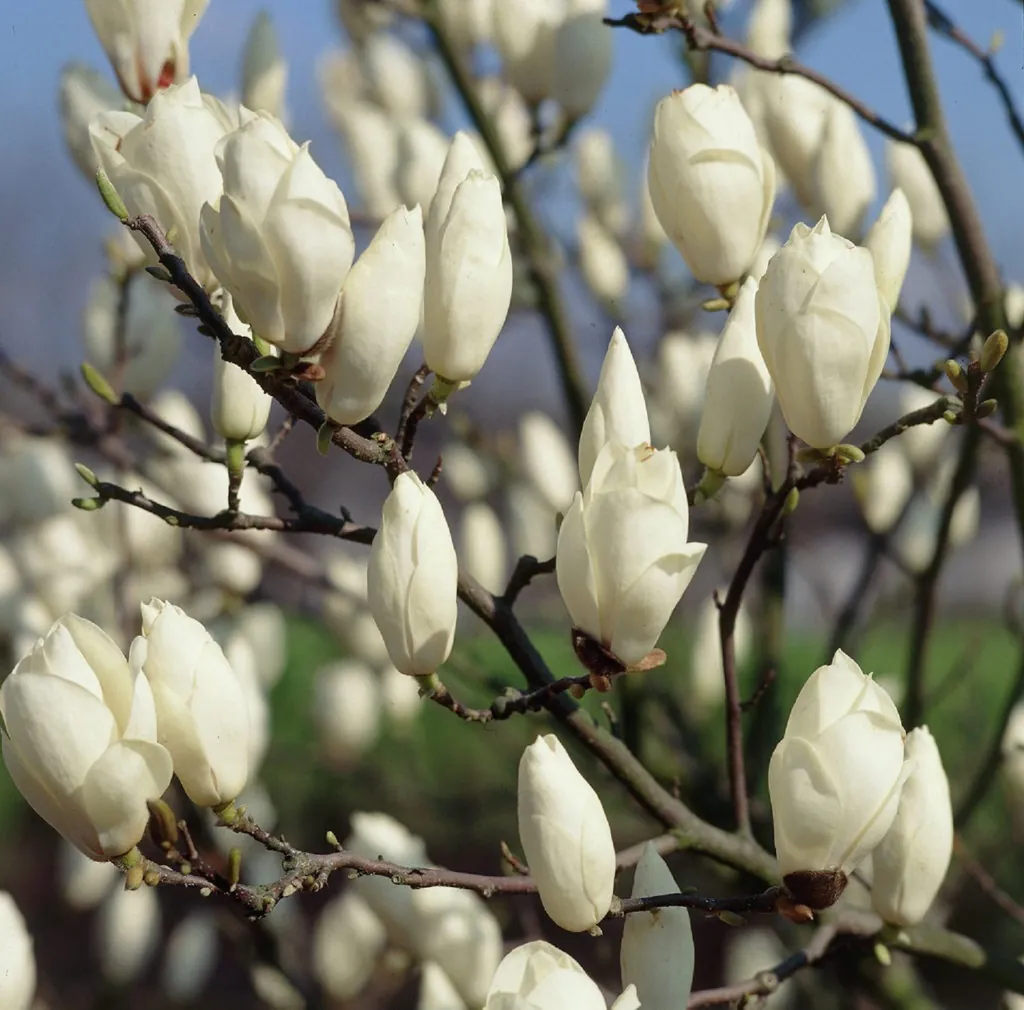Magnolia × Soulangeana 'Alba Superba' - Magnolia