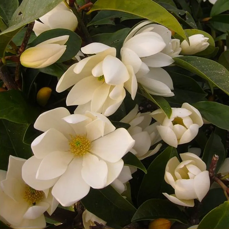 Magnolia Fairy Cream -  Evergreen Tulip Tree - Circa 100cm