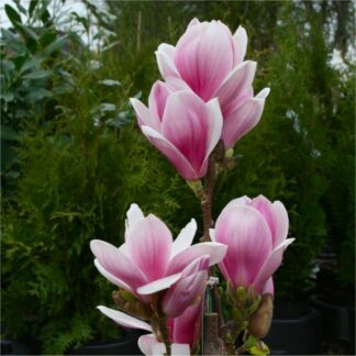 Magnolia Satisfaction - Large Flowered Tulip Tree