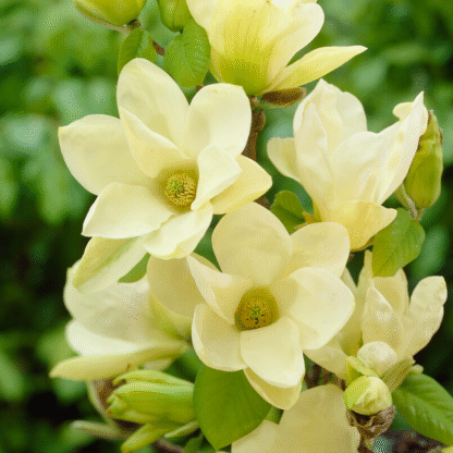 Magnolia Denudata Yellow River