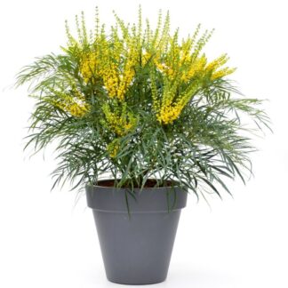 Mahonia 'Soft Caress' - New Evergreen Mahonia Shrub - Large Specimen Sized Plant