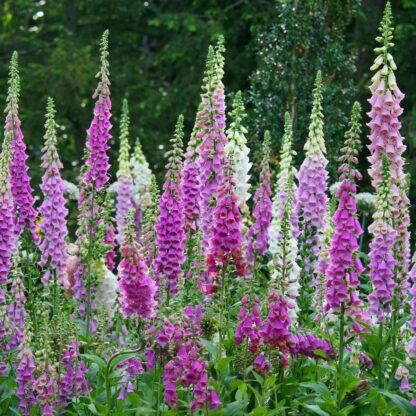 Digitalis Purpurea Excelsior - Foxgloves