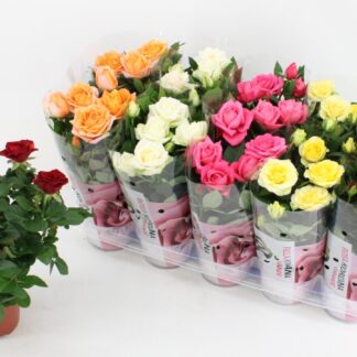 Beautiful Indoor Pot Roses in Assorted Colours
