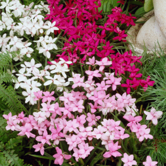 Rhodohypoxis Twinkle Stars - Mixed Shades Fairytale Star Grass